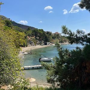 Denizevi Karvunyi