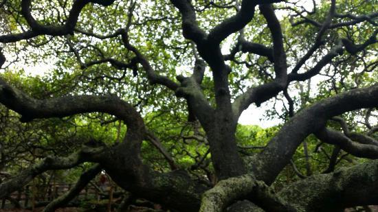 Cajueiro de Pirangi