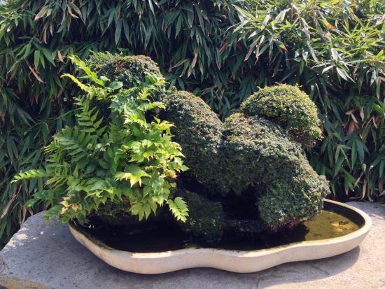 Musee de Bonsai