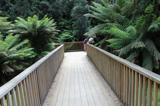 Fern Glade Reserve