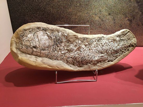 Museum of mineralogy and paleontology 'Stamatiadis'