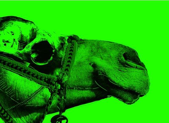 Camel