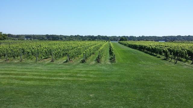 Saltwater Farm Vineyard
