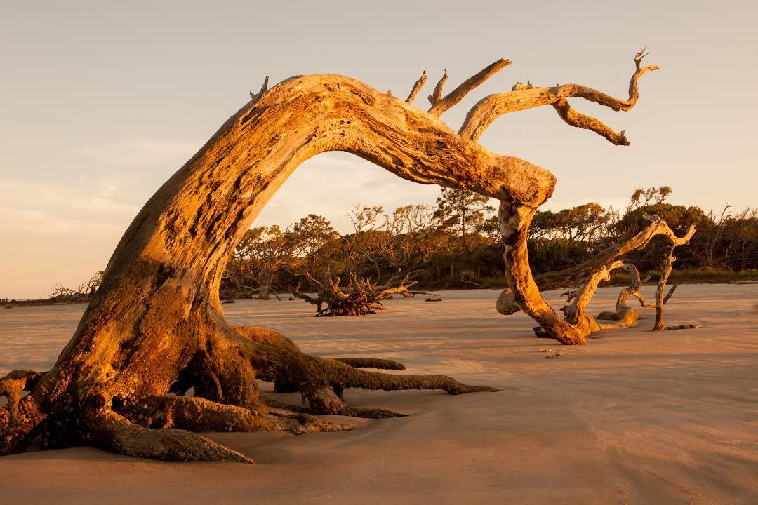 Driftwood Beach