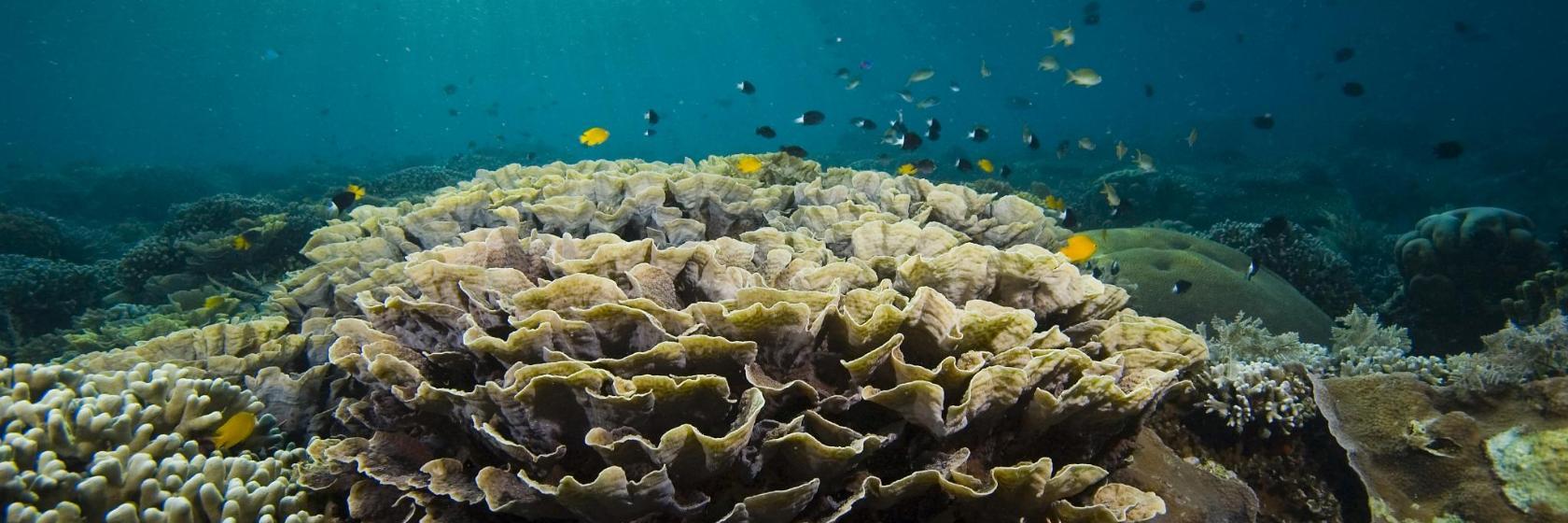 John Pennekamp State Park