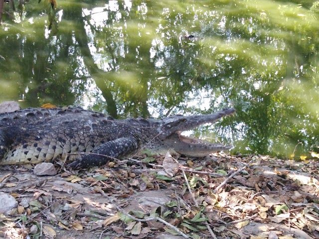 Cocodrilario Playa Linda