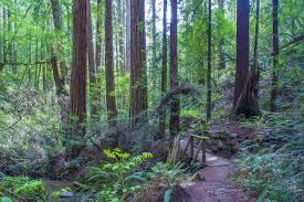 Steep Ravine Trail