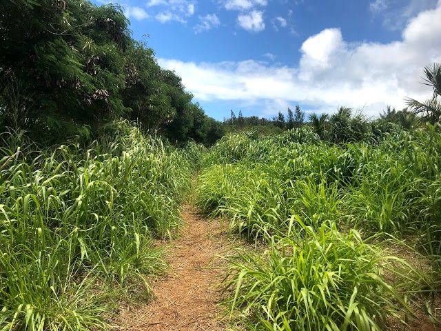Mahana Ridge Trail