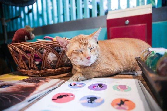 Cat Cafe Studio