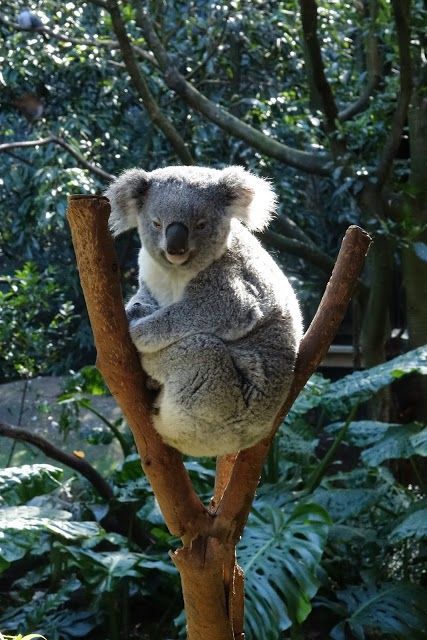 Blackbutt Nature Reserve