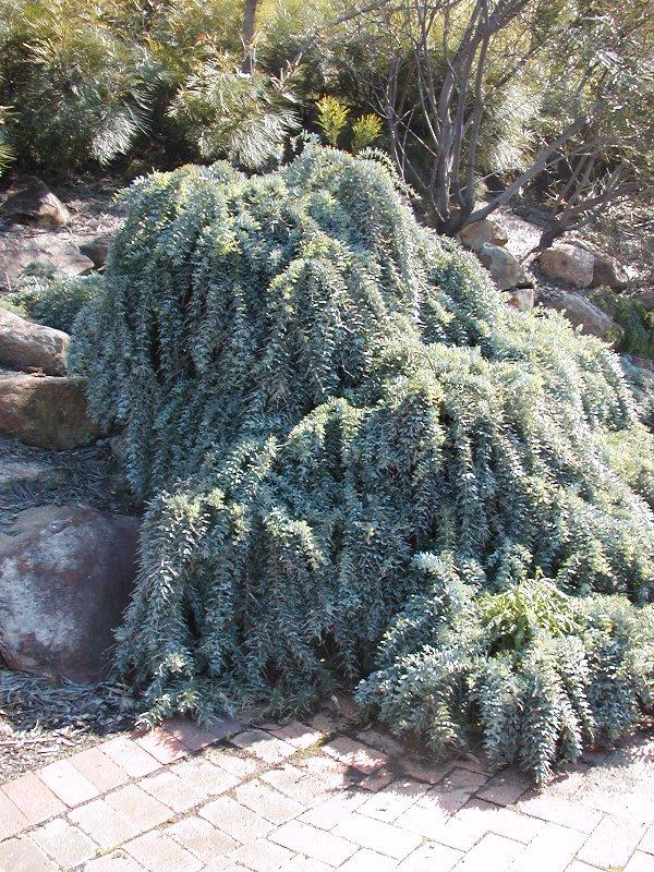 Illawarra Grevillea Park