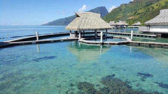 Moorea Dolphin Center
