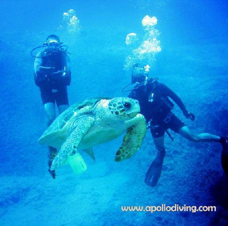 Apollo Diving Center