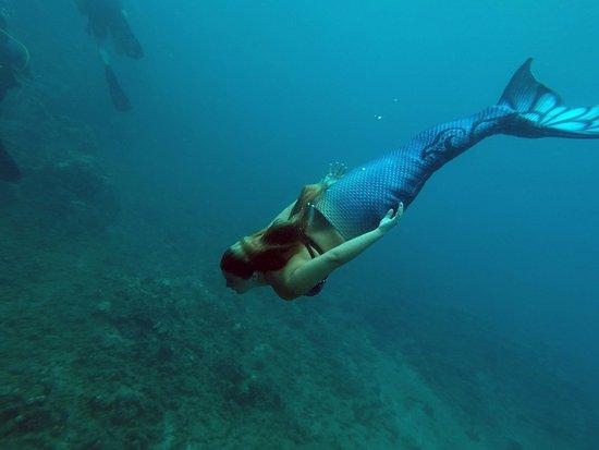 Maui Dive Shop