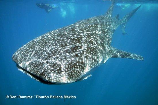Whale Shark Mexico