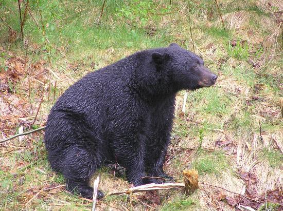 Pacific Rainforest Adventure Tours Inc