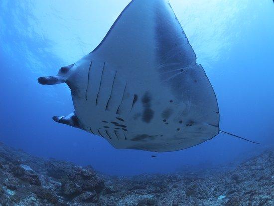 Blue Paradise Diving