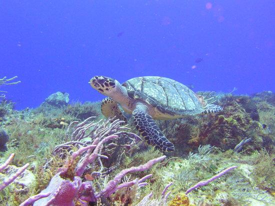 Diving Adventures
