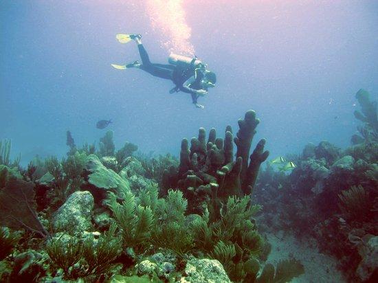 Agua Clara Diving Tulum