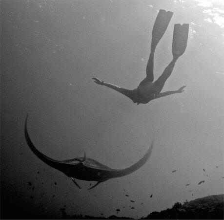 Fusion Freedive and Spearfishing