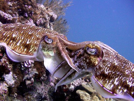 Searobin Dive Center