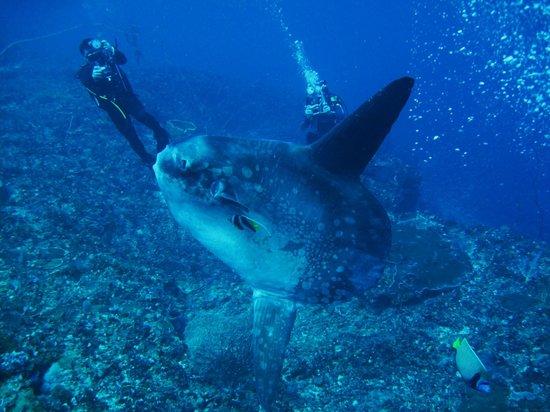 Bali Diving