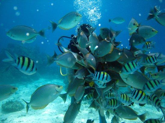 South Siam Divers