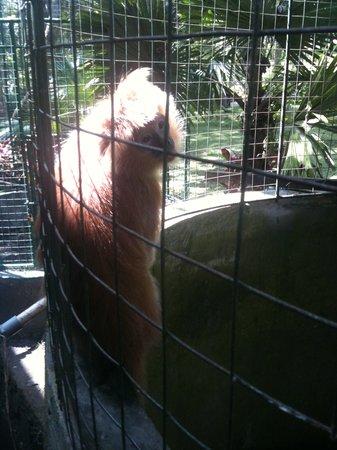 Bali Elephant Tour