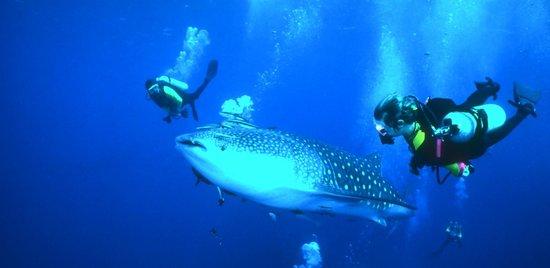 Siam Dive n Sail