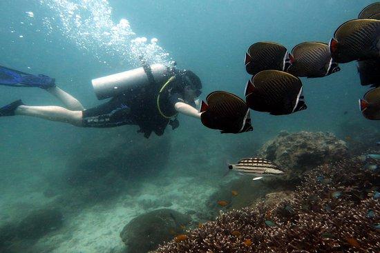 Nudidive