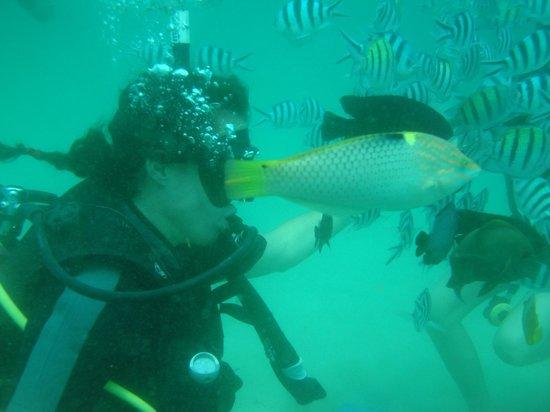 Mola Mola Dive Center