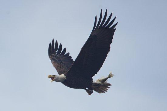 Birding By Boat on the Osprey