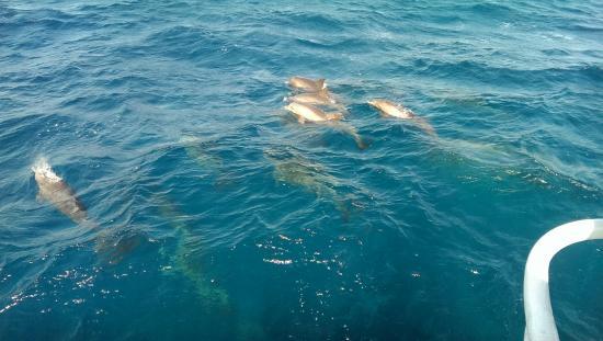 Dolphin House Aqua Center