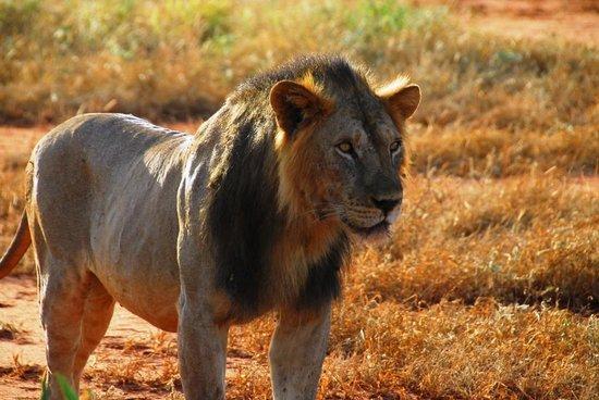 Toursafarikenya - Private Day Tour