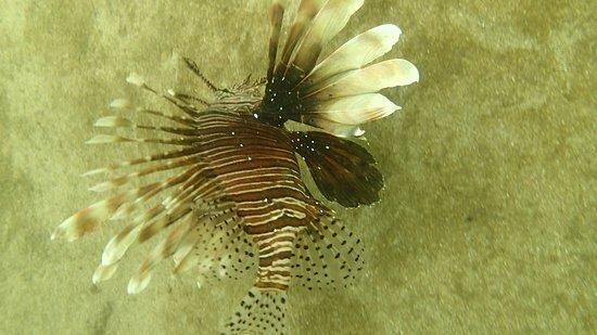Goa Aquatics