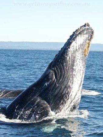 Getaway Sailing on the Gold Coast