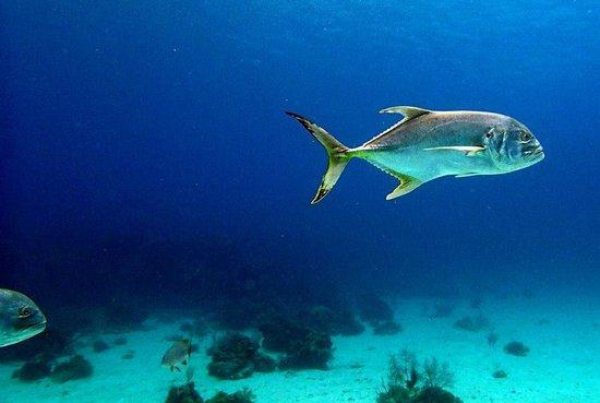 Scuba Roatan