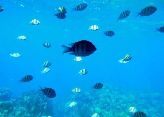 Coral Reef Explorer Glass Bottom Boat
