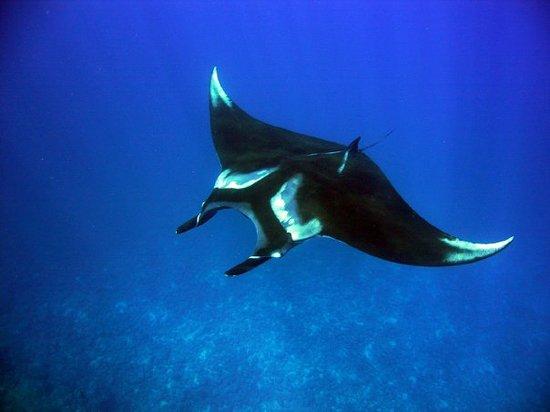 Pacific Coast Dive Center