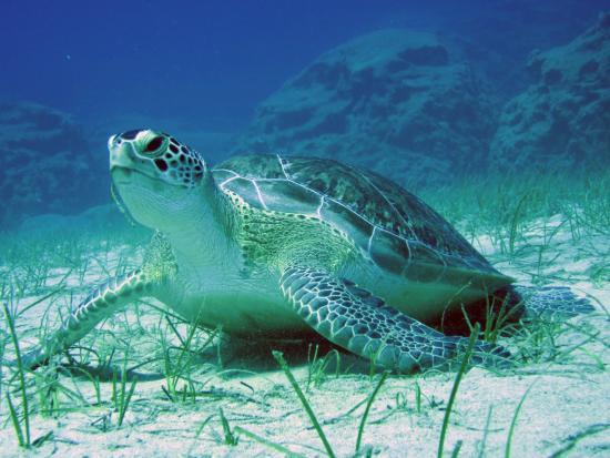 Poseidon Dive Centre