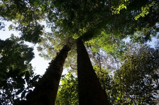 L.O.S.T Borneo - Jungle Trekking Specialist