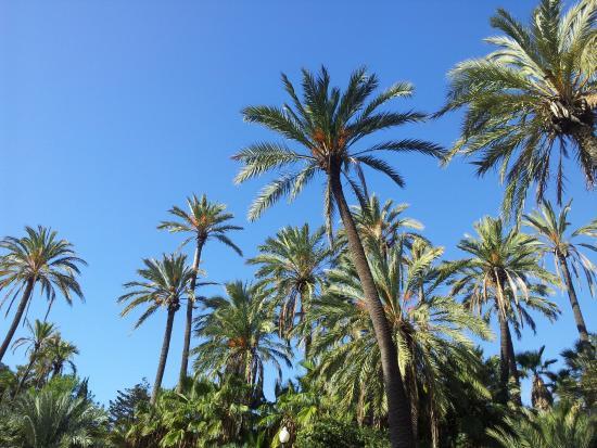 Parque El Palmeral