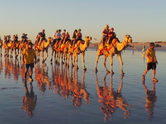 Sundowner Camel Tours