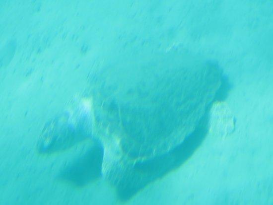 Yellow Submarine Zante