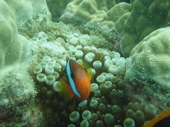 Blue Pearl Bay Snorkeling Adventure
