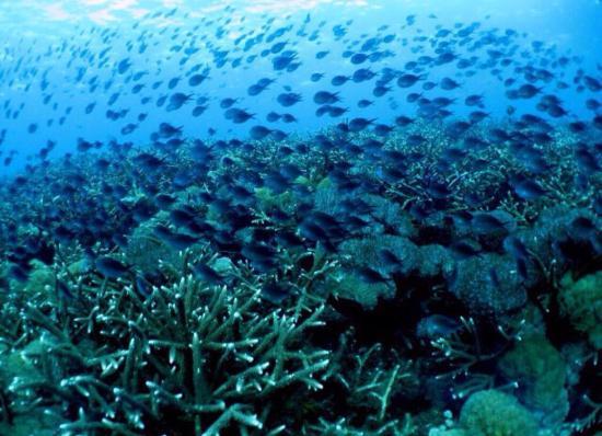 Diving Tour - Papas Dive Center