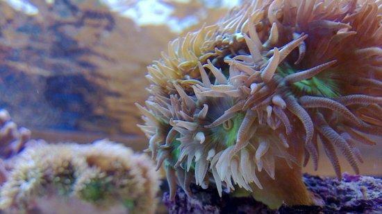 Aqua Culture