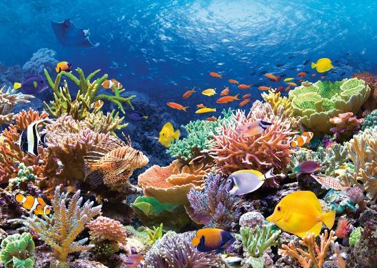 Stingrays Scuba Center