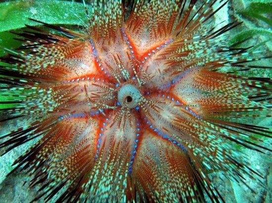 Peponi Scuba Diving