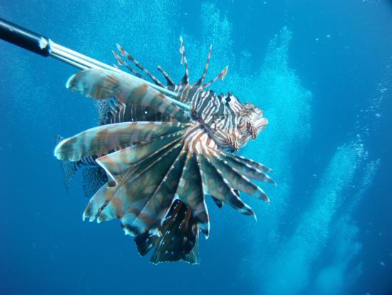 Roatan Lionfish Company